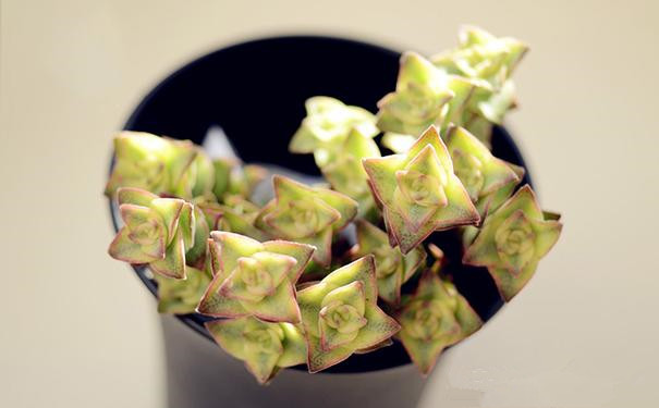 十字星錦的養殖方法？十字星錦扦插繁殖？【圖】