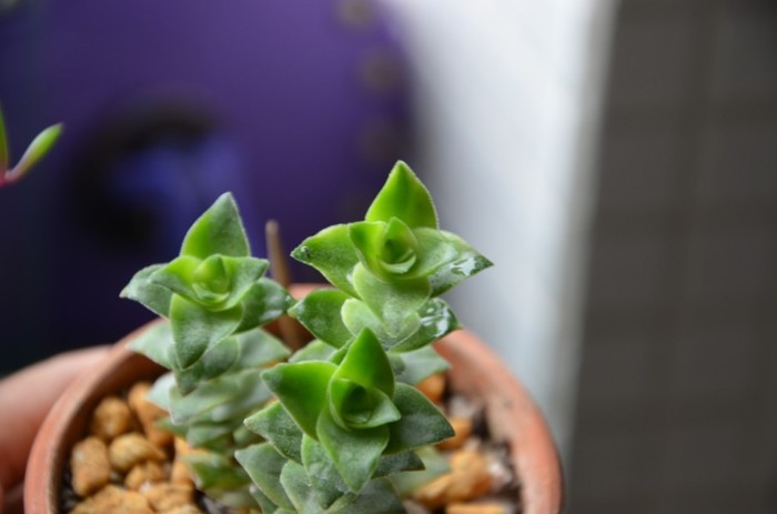 十字星錦的養殖方法？十字星錦扦插繁殖？【圖】