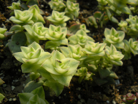 十字星錦的養殖方法？十字星錦扦插繁殖？【圖】