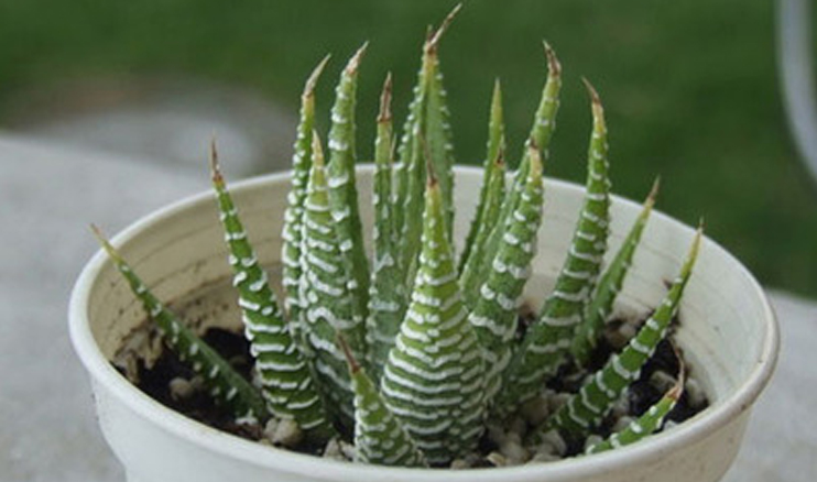 條紋蛇尾蘭多少錢？條紋蛇尾蘭怎么養？條紋蛇尾蘭的養殖方法？【圖】