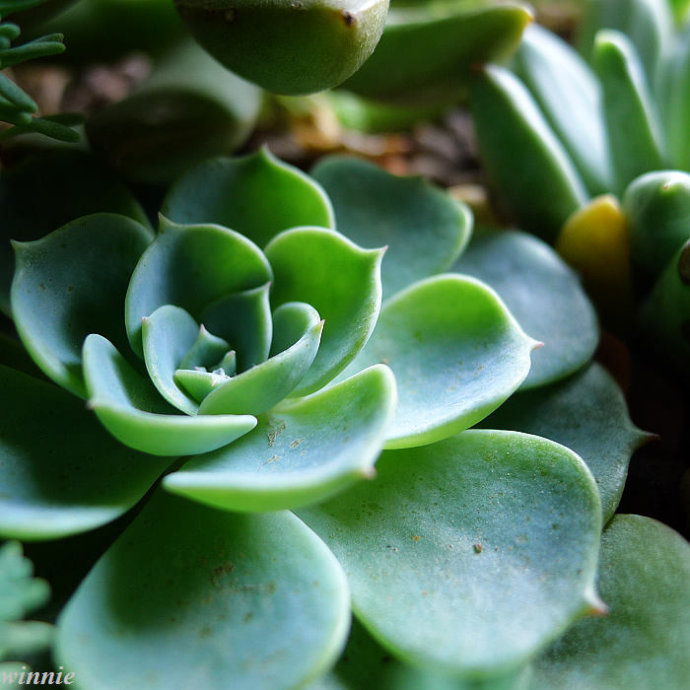 蘭黛蓮怎么養(yǎng)？蘭黛蓮的養(yǎng)殖方法？【圖】