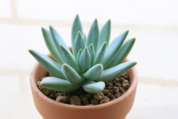 蘭黛蓮怎么養(yǎng)？蘭黛蓮的養(yǎng)殖方法？【圖】