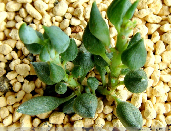 錦上珠介紹及圖片？錦上珠的養(yǎng)殖方法？【圖】