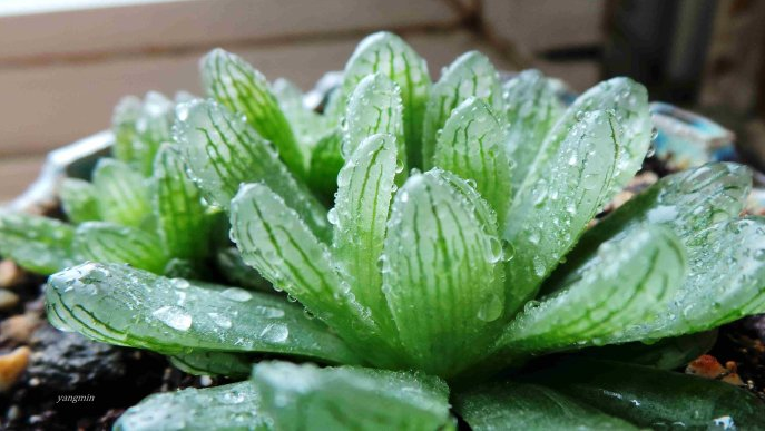 蟬翼玉露怎么養?蟬翼玉露的養殖方法？【圖】