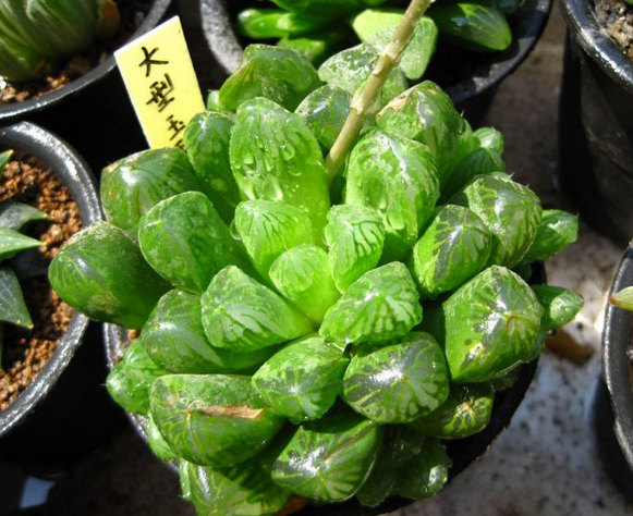 大型玉露能長(zhǎng)多大？大型玉露的養(yǎng)殖方法?大型玉露介紹及圖片?【圖】