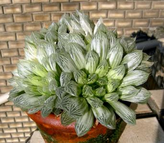 白斑玉露怎么養?白斑玉露的養殖方法?白斑玉露葉子干癟怎么辦？【圖】