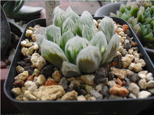 白斑玉露怎么養?白斑玉露的養殖方法?白斑玉露葉子干癟怎么辦？【圖】