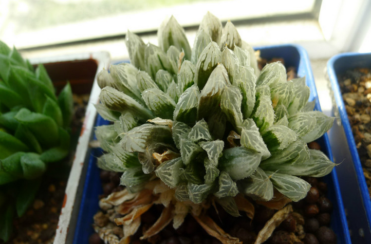 白斑玉露怎么養?白斑玉露的養殖方法?白斑玉露葉子干癟怎么辦？【圖】