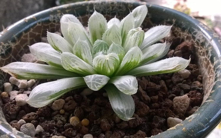 白斑玉露怎么養?白斑玉露的養殖方法?白斑玉露葉子干癟怎么辦？【圖】