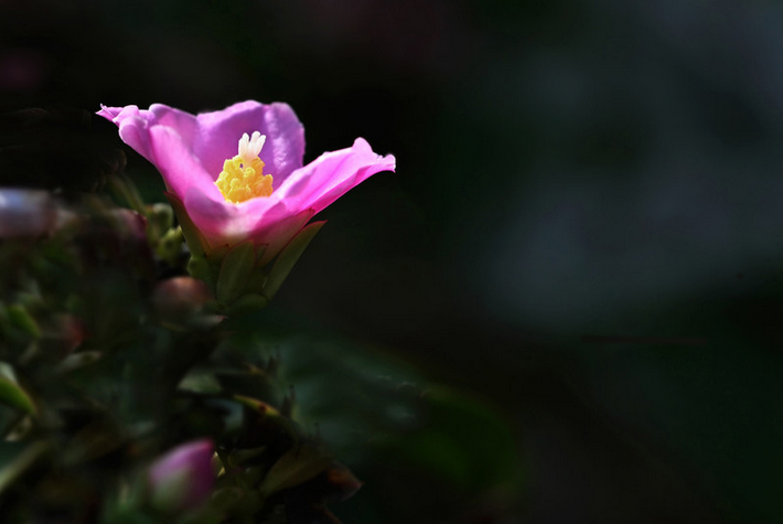 櫻麒麟圖片及介紹?櫻麒麟的養(yǎng)殖方法?櫻麒麟嫁接蟹爪蘭?【圖】