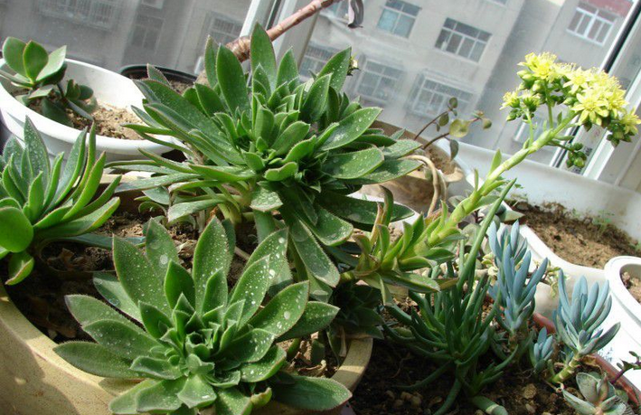 毛葉蓮花掌的養殖方法?毛葉蓮花掌的注意事項?【圖】