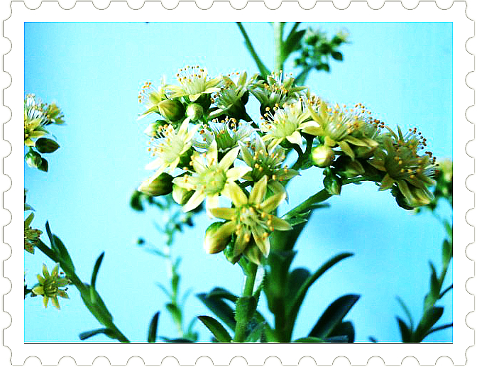 毛葉蓮花掌的養殖方法?毛葉蓮花掌的注意事項?【圖】