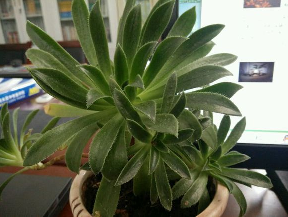 毛葉蓮花掌的養殖方法?毛葉蓮花掌的注意事項?【圖】