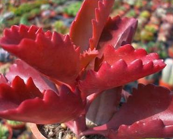 朱蓮多肉圖片及介紹?朱蓮的養(yǎng)殖方法?【圖】