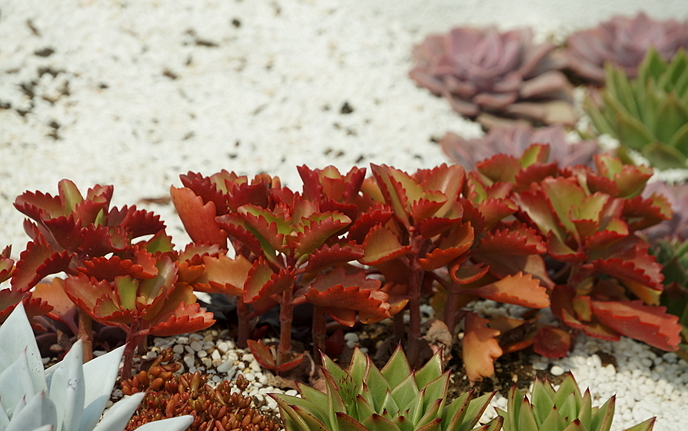 朱蓮多肉圖片及介紹?朱蓮的養(yǎng)殖方法?【圖】