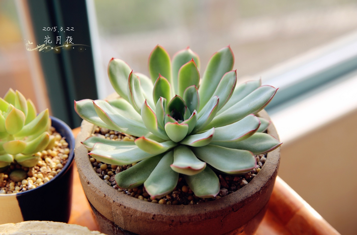 花月夜怎么養？花月夜的養殖方法?【圖】