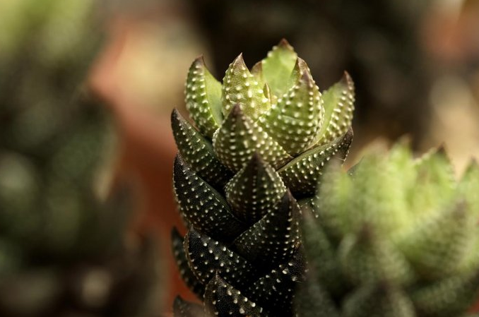 九輪塔圖片及介紹？九輪塔的養(yǎng)殖方法？【圖】