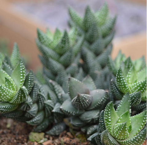 九輪塔圖片及介紹？九輪塔的養(yǎng)殖方法？【圖】