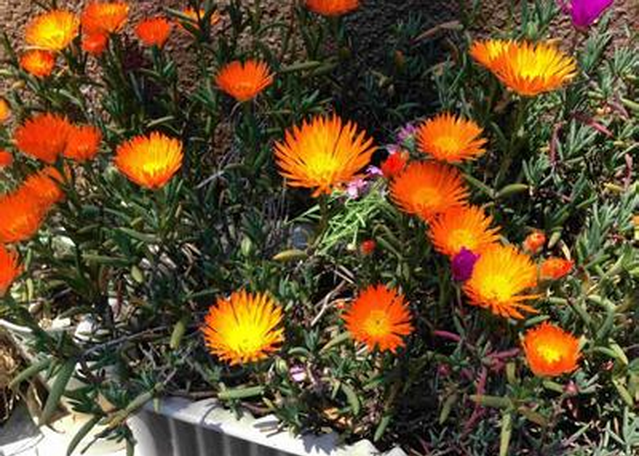 龍須海棠有毒嗎？龍須海棠的養殖方法？【圖】