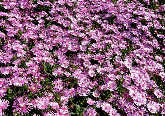 龍須海棠有毒嗎？龍須海棠的養殖方法？【圖】