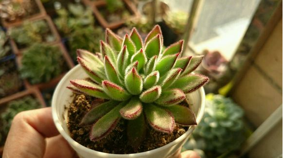 紅輝艷怎么養(yǎng)？紅輝艷的養(yǎng)殖方法和注意事項(xiàng)？【圖】