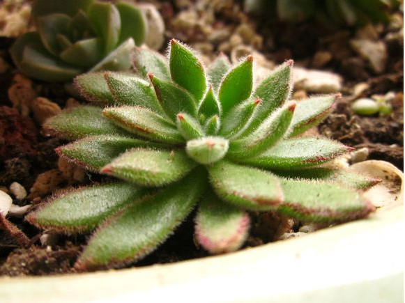 紅輝艷怎么養(yǎng)？紅輝艷的養(yǎng)殖方法和注意事項(xiàng)？【圖】