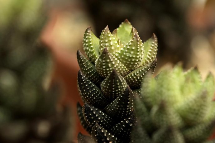 九輪塔會(huì)開(kāi)花嗎？九輪塔的養(yǎng)殖方法？【圖】