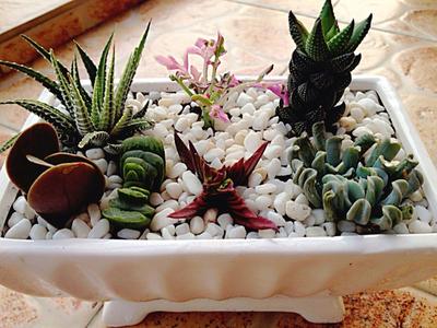 九輪塔會(huì)開(kāi)花嗎？九輪塔的養(yǎng)殖方法？【圖】