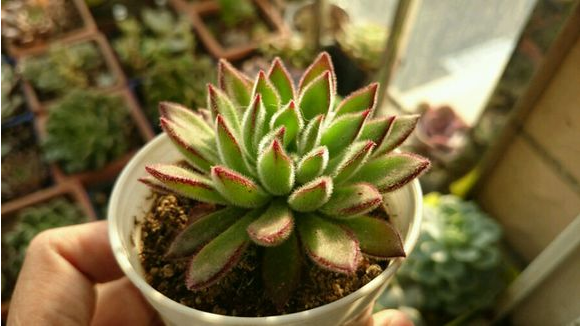 紅輝艷怎么養?紅輝艷的養殖方法和注意事項？【圖】