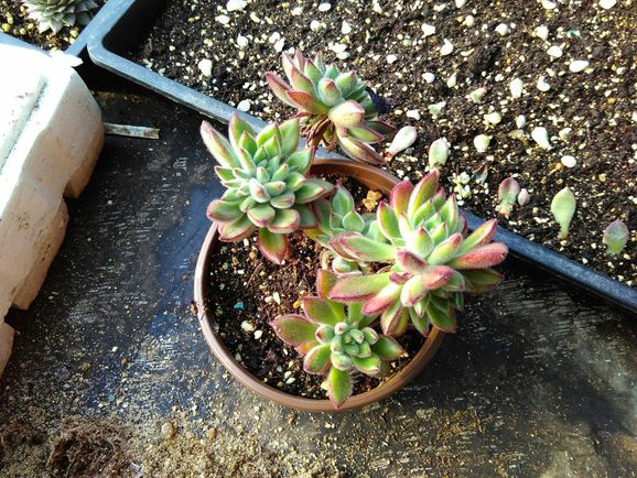 紅輝艷怎么養?紅輝艷的養殖方法和注意事項？【圖】