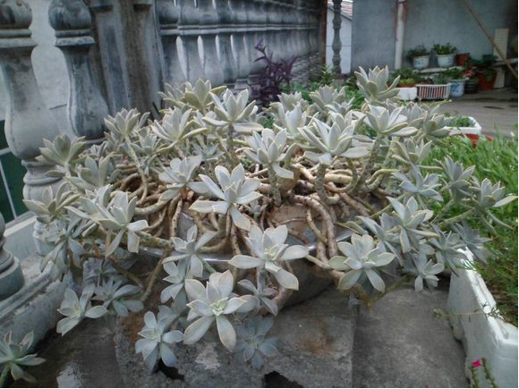 朧月怎么養?朧月的養殖方法？【圖】