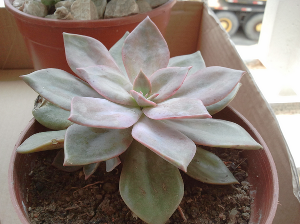 朧月怎么養?朧月的養殖方法？【圖】