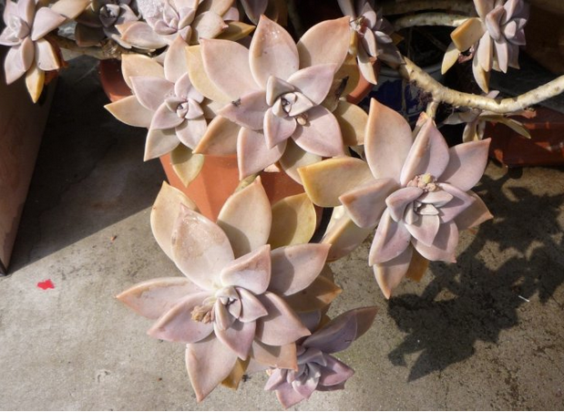 朧月怎么養?朧月的養殖方法？【圖】