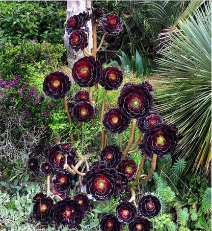 黑法師原始種和變異種的區(qū)分?黑法師原始種的養(yǎng)殖方法？【圖】