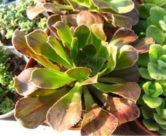 黑法師原始種和變異種的區(qū)分?黑法師原始種的養(yǎng)殖方法？【圖】