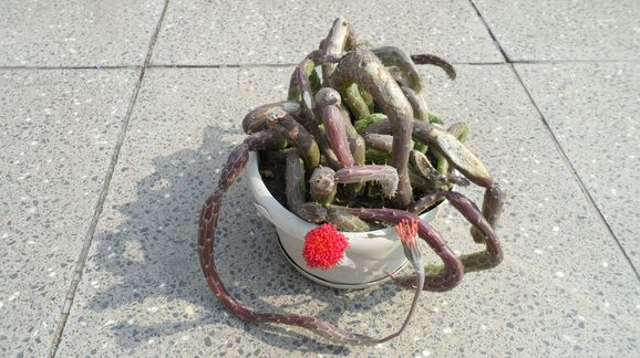 泥鰍掌的養殖方法?泥鰍掌的養護知識？【圖】