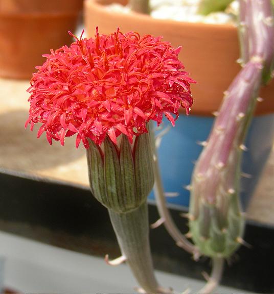 泥鰍掌的養殖方法?泥鰍掌的養護知識？【圖】