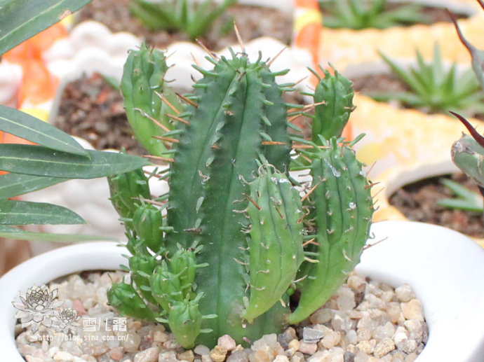 紅彩閣怎么養?紅彩閣圖片及介紹？【圖】