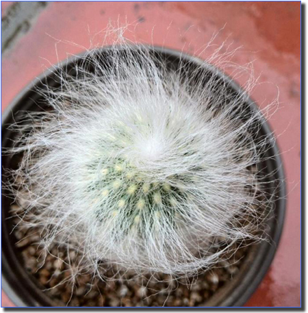 翁柱怎么養?翁柱的養殖方法？【圖】