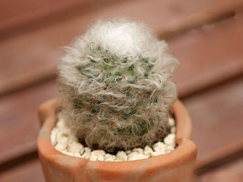 翁柱怎么養?翁柱的養殖方法？【圖】