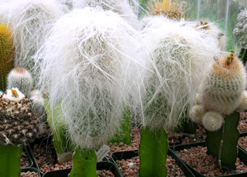 翁柱怎么養?翁柱的養殖方法？【圖】