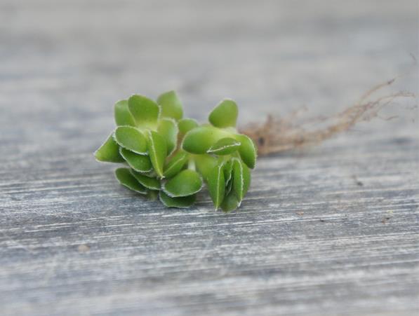 大衛多肉怎么養?大衛的養殖方法?【圖】