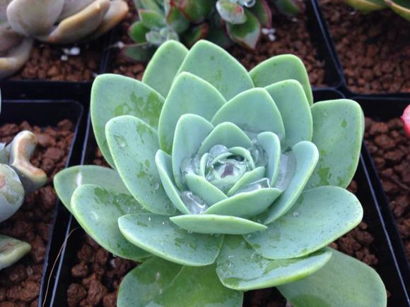 青鳳凰怎么養(yǎng)?青鳳凰的養(yǎng)殖方法?【圖】