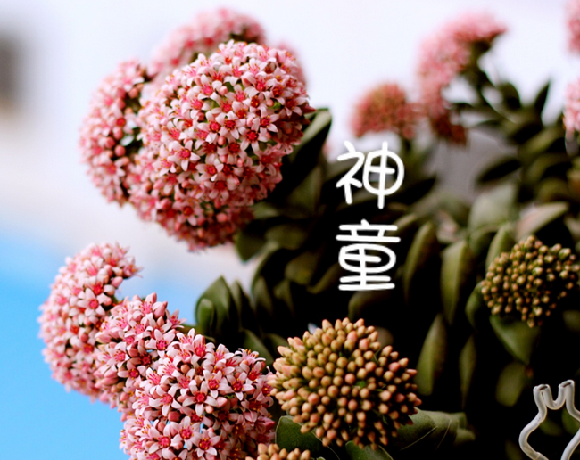 多肉神童怎么養?多肉神童怎么繁殖?【圖】