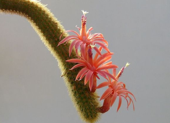 黃金鈕的養殖方法?黃金鈕的養護知識?【圖】