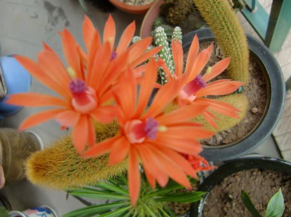 黃金鈕的養殖方法?黃金鈕的養護知識?【圖】