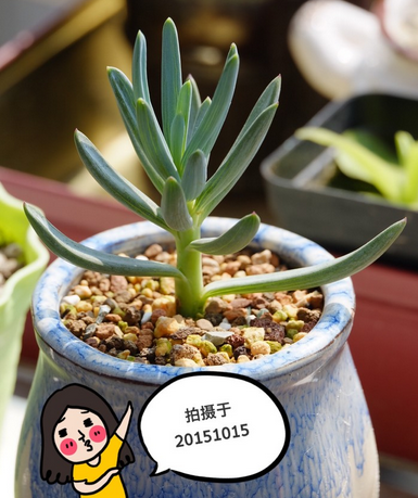 藍松多肉圖片及介紹?藍松的養殖方法?【圖】