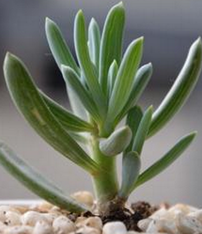 藍松多肉圖片及介紹?藍松的養殖方法?【圖】