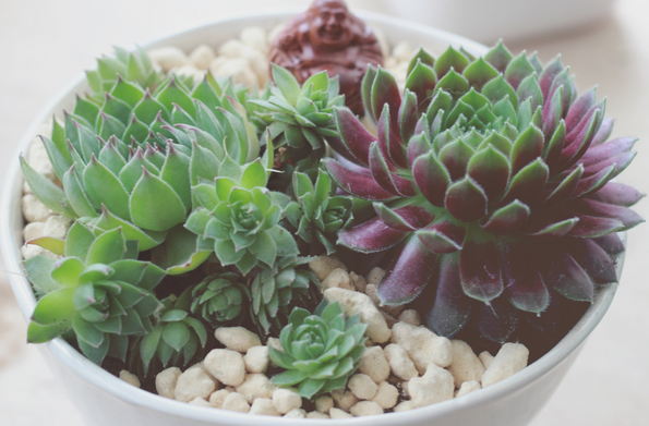 紫牡丹多肉老樁圖片?紫牡丹多肉的養殖方法?【圖】