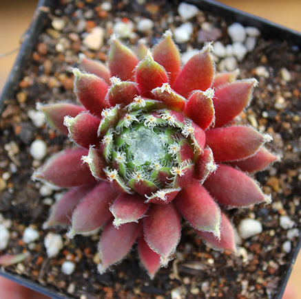 紫牡丹多肉老樁圖片?紫牡丹多肉的養殖方法?【圖】